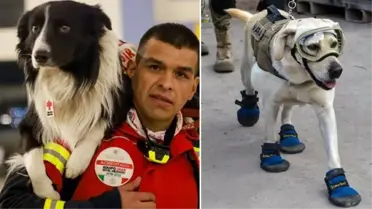 Meksika'nın 16 kahraman arama-kurtarma köpeği yardım için Türkiye'ye geliyor