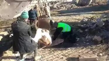 Depremde mahsur kalan inek, 300 saat sonra kurtarıldı