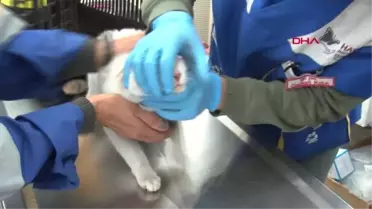 AĞIR HASARLI BİNADA MAHSUR KALAN KEDİ, 13 GÜN SONRA KURTARILDI