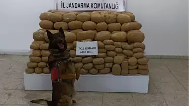 486 KİLO ESRARI NARKOTİK KÖPEĞİ 'KAŞKOL' BULDU