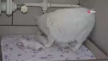 2023 yılının ilk yavru Van kedileri dünyaya geldi