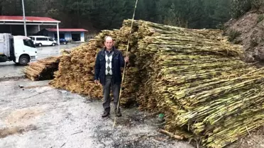 Aydın'daki kargılar Denizli'ye açıldı