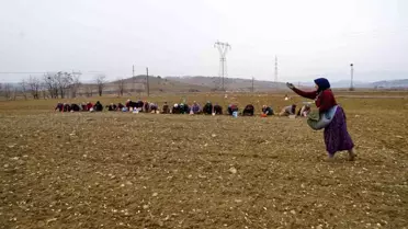 Dünyaca ünlü Taşköprü sarımsağı toprakla buluşuyor