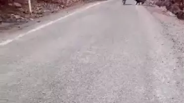 YABAN DOMUZUNU GÖRÜNTÜLEMEK İSTERKEN SALDIRISINA UĞRADI