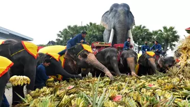 Tayland'da Ulusal Fil Günü Kutlandı