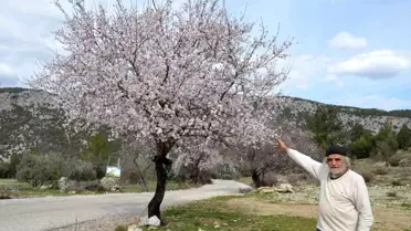 Güneşe aldanan badem ağaçları erken çiçek açtı