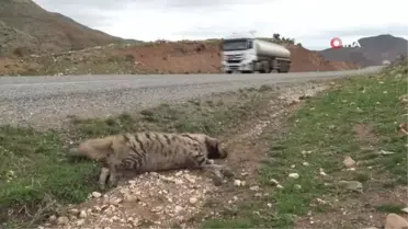 Nesli tükenmekte olan çizgili sırtlan otomobilin çarpması sonucu telef oldu