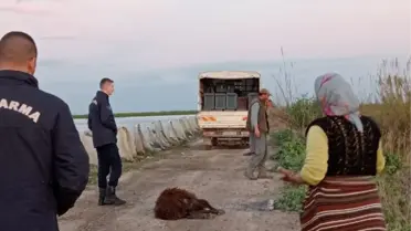 Otlaktan dönen 25 koyun yolda bir bir öldü