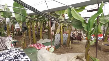 Samandağ'da 100'den Fazla Depremzede Çadır Bulamadığı İçin Hala Muz Serasında Yaşıyor: 'Gelip Hâlimizi Görüyorlar. Gerekenleri Yapmalarını İstiyoruz'