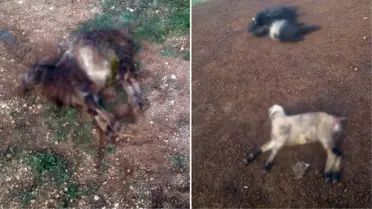 Başıboş köpekler bir sene içinde 30 koyunu telef etti! Çobanların isyanı büyük