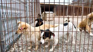 Biga Belediyesi'nden Kısırlaştırma Seferberliği