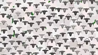Bu IQ testini geçen üstün zekalı! 11 saniye içerisinde resimdeki koyunların arasındaki keçiyi bulabilir misiniz?