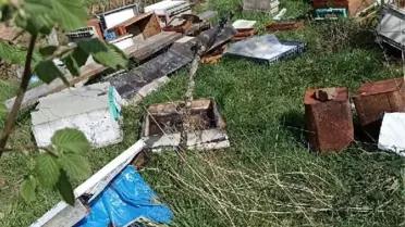 Bartın'da kovanlara ayı saldırdı; 5 bin arı öldü