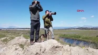 Kuş göçünde 3 günde 130 tür görüntülendi