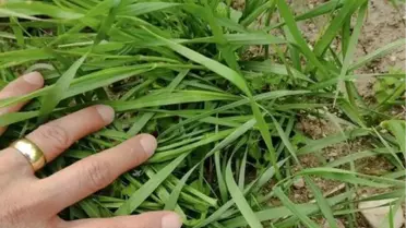 Arpa ve buğday çeşitlerinin gelişimleri kontrol edildi