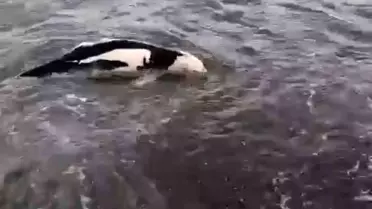 Akçakoca'da ölü yunus balığı karaya vurdu