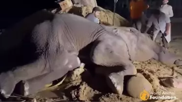 Pakistan'da ameliyat edilen fil Noor Jehan hayatını kaybetti