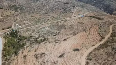 Muğla'da yangınların ardından ağaçlandırılan bölgeler yeşermeye başladı