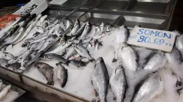 Denizlerde av yasağı sonrası tezgahlar havuz balıklarıyla dolu