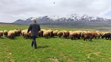 Adilcevaz'da Hayvan Sahipleri, Süphan Dağı'nın Eteklerinde Sürülerini Otlatıyor