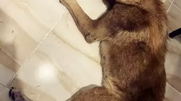 Köpeğin Vücudunda 100'den Fazla Saçma Bulundu