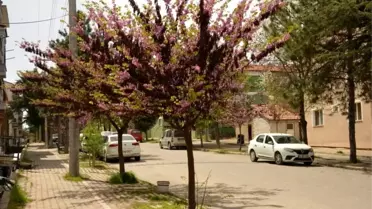 Gediz'de Erguvanlar Baharın Gelişini Müjdeledi