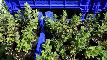 Antalya'da kurak araziler Antep fıstığı ve kekikle tarıma kazandırılıyor