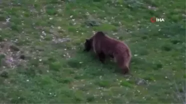 Erzurum'da Boz Ayının Rahat Tavırları Vatandaşları Tedirgin Etti