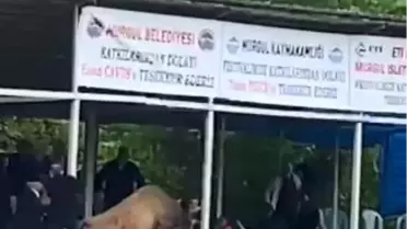 Boğa güreşlerinde protokol tribününe dalan boğa panik yarattı