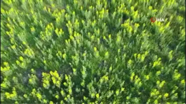 Dünyada bir tek bu bölgede yetişen çiçeği koparmanın cezası dudak uçuklatıyor