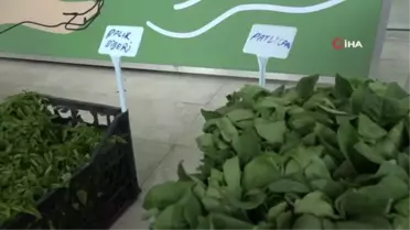 Nilüfer'de Balkon Tarımı Fidelerle Yaygınlaşıyor