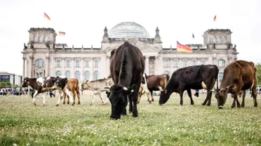 Almanya'da aktivistler inekleri Reichstag önünde otlattı