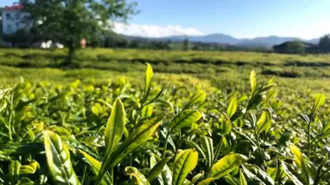 Lipton Türkiye Doğu Karadenizde Çay Hasadına Başladı
