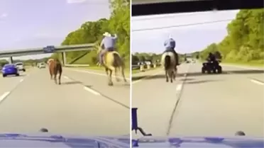 ABD'de ilginç kovalamaca! Eyaletler arası yolda kovboy ineği kovaladı