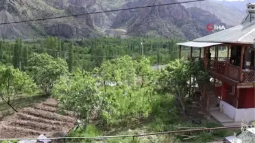 Ayvalı'da dut sezonu başladı