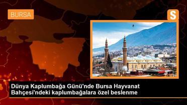 Dünya Kaplumbağa Günü'nde Bursa Hayvanat Bahçesi'ndeki kaplumbağalara özel beslenme