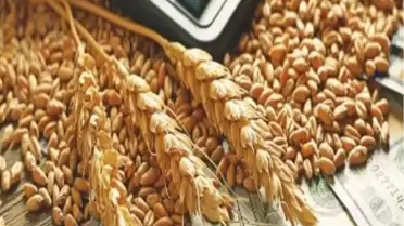 TARGEV Başkanı Doğan: 2023 yılı buğday taban fiyatları belirlenirken çiftçinin kayıpları da dikkate alınmalı