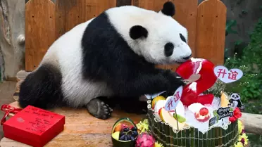 Dev Panda Sheng Yi, Malezya'daki Koruma Merkezinde İkinci Yaşını Kutladı