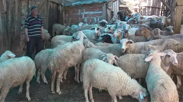 Kastamonu'nun Taşköprü ilçesinde köye inen kurt sürüsü, 50 küçükbaş hayvanı telef etti