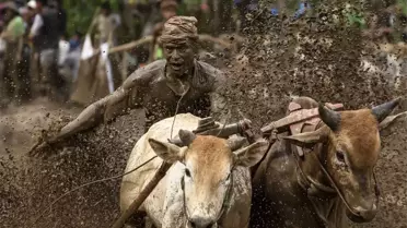 Endonezya'da Geleneksel Boğa Yarışı