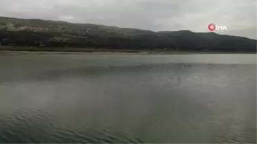 Kuraklıkla boğuşan Burdur Gölü'nde flamingoların dansı