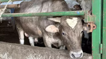 Alnındaki kalp şekliyle kurbanlık almak için çiftliğe gelen vatandaşları şaşırtan dana