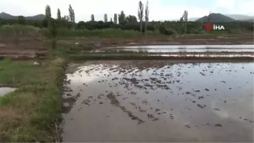 Sağanak Yağış Çeltik Arazilerine Zarar Verdi