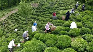 Ordu'da Fındığın Yanında Alternatif Üretim: Çay Hasadı Başladı