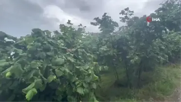 Karadeniz'de Olumsuz Hava Şartları Fındık Üreticilerini Tedirgin Etti