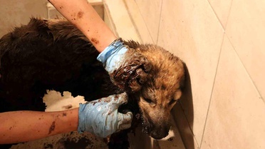 Kayseri'de ziftten kurtarılan yavru köpekler hayata döndürülmeye çalışılıyor