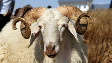 Boynuzu Kırık Hayvan Kurbanlık Olur Mu? Kurbanlık Şartları Nelerdir?