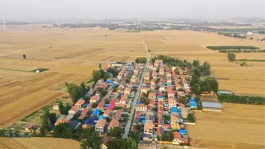 Çin'de Yağmura Rağmen Buğday Hasadı Yapıldı