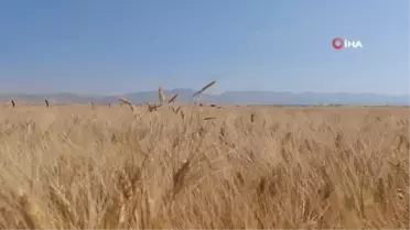 Mardin'de Çiftçiler Buğday Tarlalarında Yoğun Mesaide