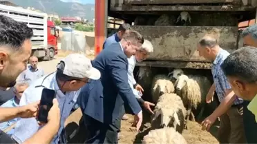 Hassa'da depremde hayvanlarını kaybedenlere 3 bin 42 adet küçükbaş hayvan dağıtıldı